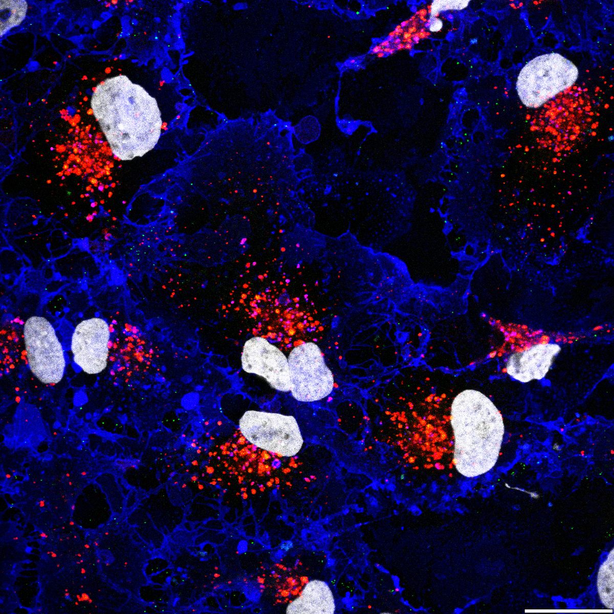 PFF-488 colocalized with LysoTracker and WGA membrane staining