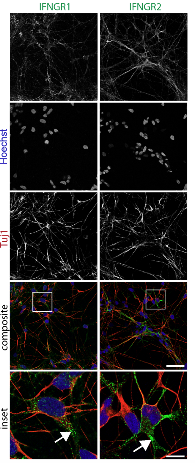 IFNGR1 and IFNGR2 confocal panels: receptor expression, Hoechst, Tuj1, composite, and inset showing PFF aggregates at neuronal processes