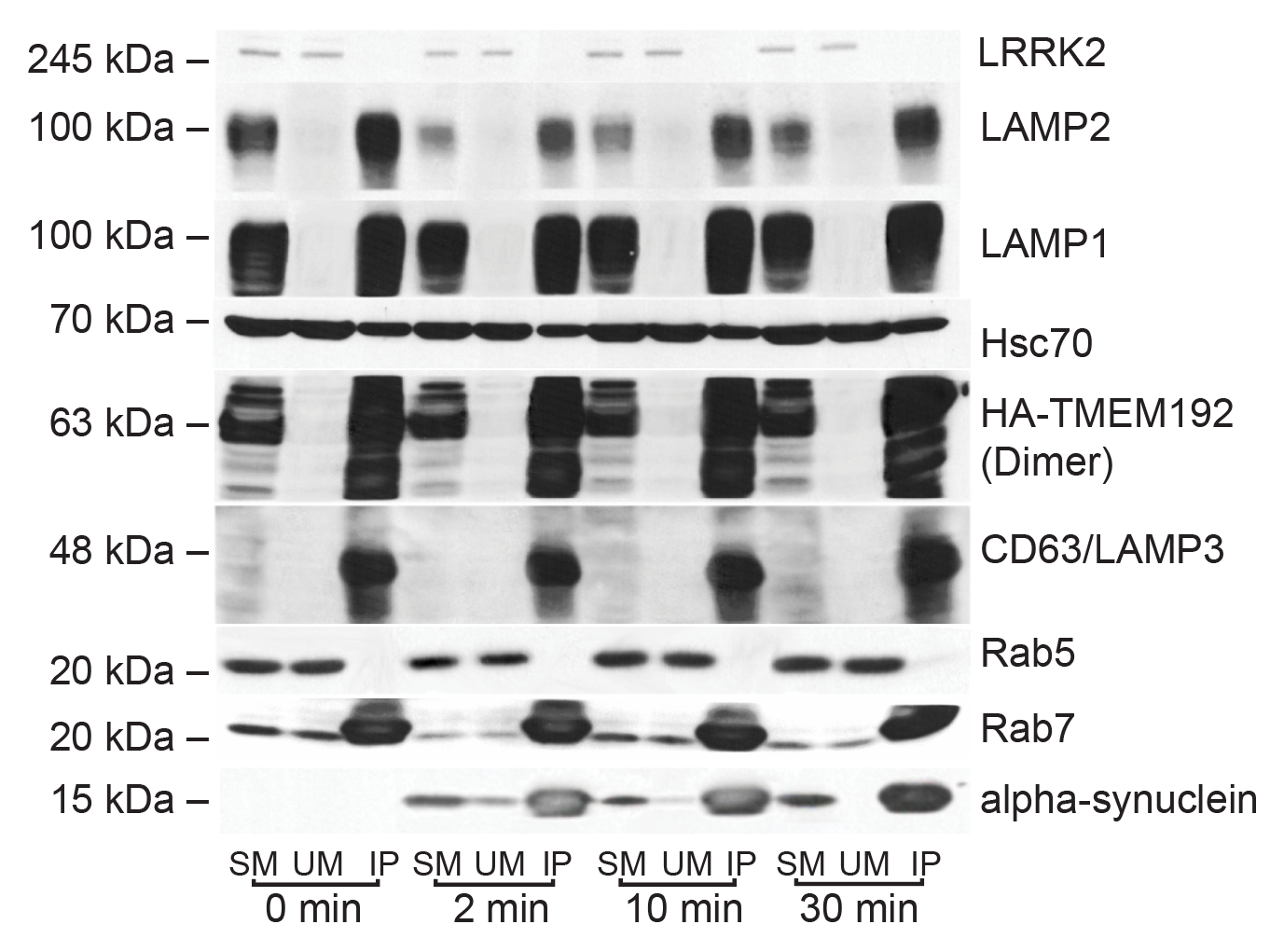 Lyso-IP validation: LAMP1/LAMP2/Rab7/CD63 enrichment blots
