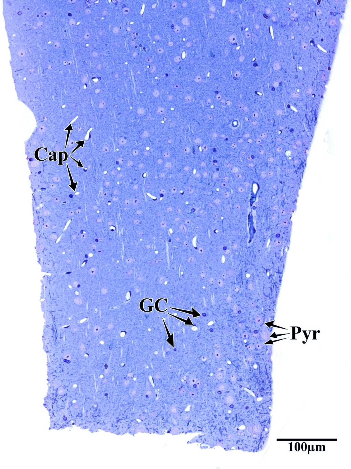 Toluidine blue stained layers 1-6 of adult mouse somatosensory cortex