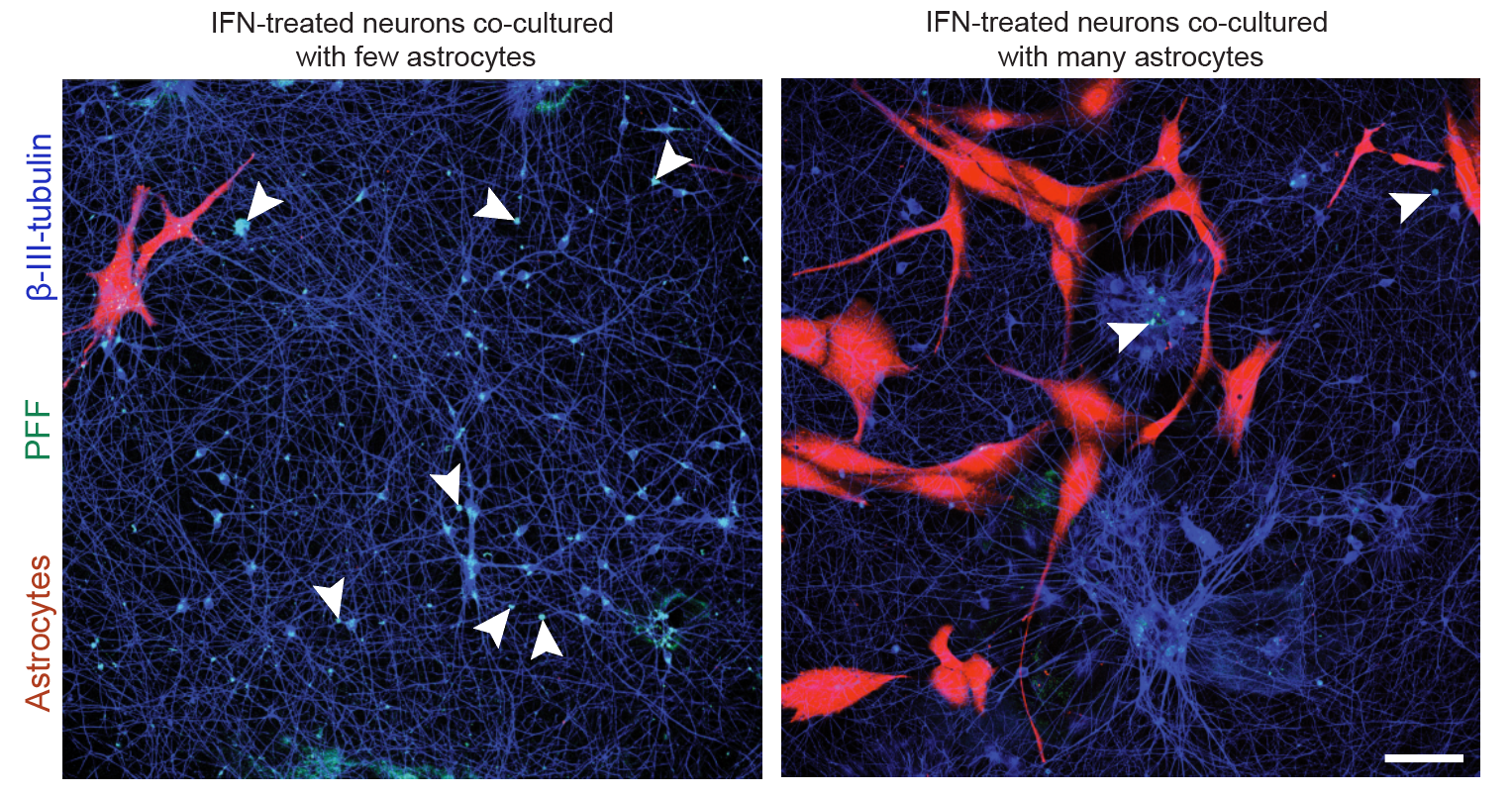 Neuron–astrocyte co-culture: reduced α-syn accumulation